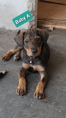 Baby Aliz - Mixed Breed Dog