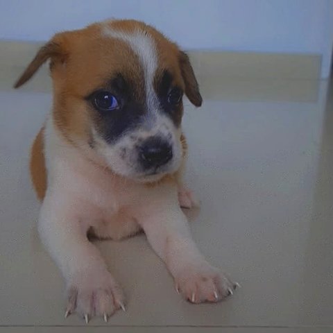 Panda - Mixed Breed Dog