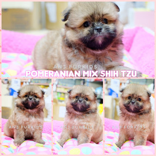Omeranian Mix Shih Tzu Puppies - Pomeranian + Shih Tzu Dog