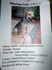 Happy-lost In Taman Midah, Cheras Kl - Mixed Breed Dog
