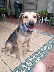 Happy-lost In Taman Midah, Cheras Kl - Mixed Breed Dog