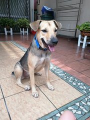 Happy-lost In Taman Midah, Cheras Kl - Mixed Breed Dog