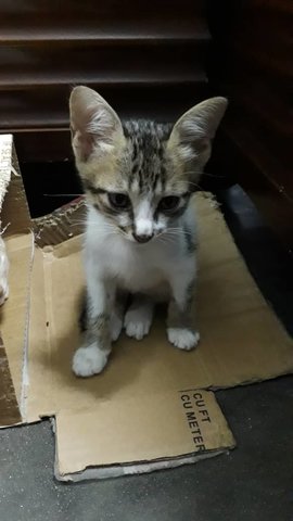 Blossom &amp; Daisy - Domestic Short Hair Cat