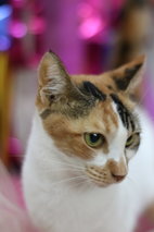 Buttercup - Domestic Short Hair Cat