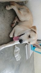 Lab - Labrador Retriever + Husky Dog