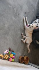 Lab - Labrador Retriever + Husky Dog