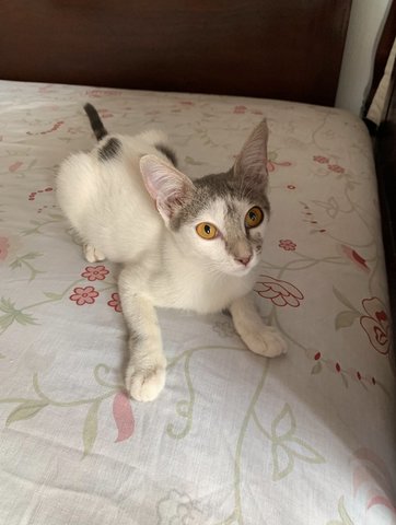 Gigi &amp; Bingbing - Domestic Short Hair Cat