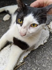 Billy - Domestic Short Hair Cat