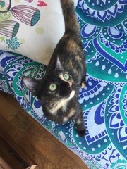 Madame Bovary - Tortoiseshell + Domestic Medium Hair Cat