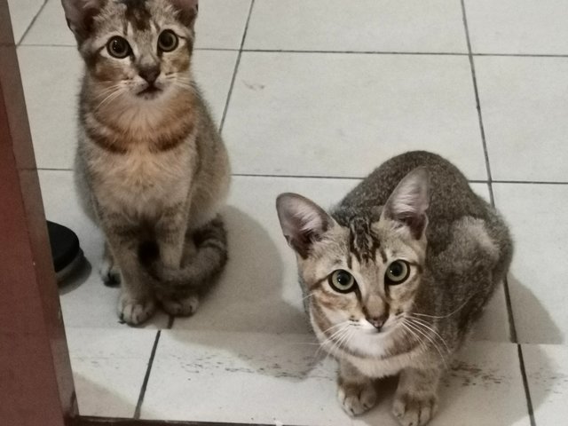 Yoda &amp; Obie , Damansara Selangor - Domestic Medium Hair Cat