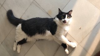 Uptown - Tuxedo Cat