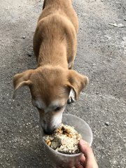 3 Months Puppy For Adoption   - Mixed Breed Dog