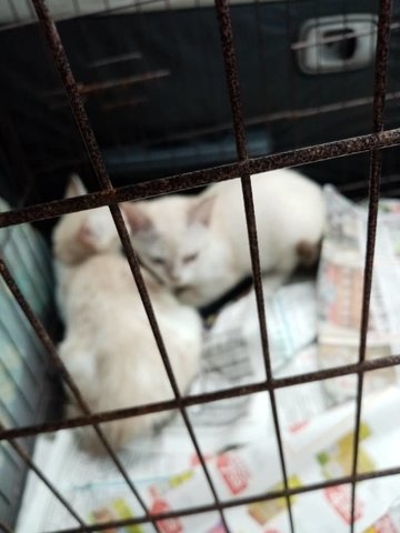 2 Siamese Kittens  - Domestic Short Hair Cat