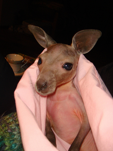 One of Kate's joeys