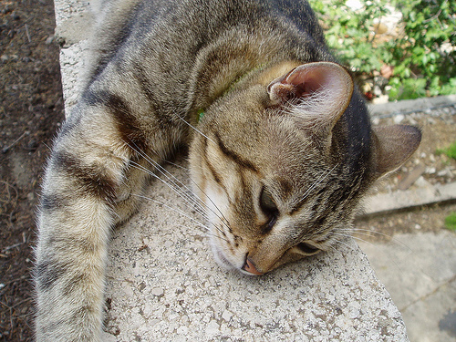 Tiger chillaxing!