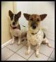 Corgi Mix Dogs For Adoption – 2 Years 10 Months, Daisy & Minnie From Petaling Jaya, Selangor