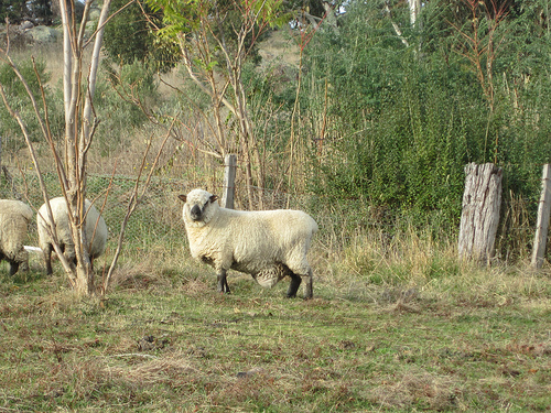 Ewe from a distance