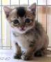 Domestic Short Hair Kitten For Adoption – 1 Month, Hermione From Petaling Jaya, Selangor