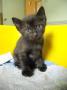 Domestic Short Hair Kitten For Adoption – 1 Month, Yum Yum From KL, Selangor