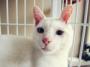 Domestic Short Hair Kittens For Adoption – 6 Months, Snowy, Fluffy And Fifi From Kuala Lumpur