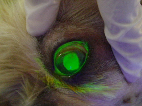 flourescent corneal ulcer in canine by Rayya The Vet