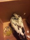 Inspectorate: Pigeon Pierced With Metal Rod