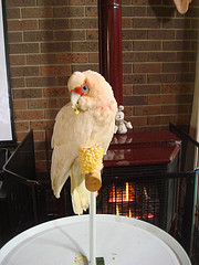 Jerry baby long billed corella i nursed to health