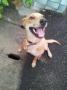 Mixed Breed Dog For Adoption – 1 Year From Taman Bercham Jaya, Ipoh