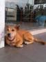 Mixed Breed Dog Found – 2 Years, Yoshee From Subang Jaya, Selangor