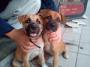 Mixed Breed Puppies For Adoption – 2 Months, Mocha & Coffee From Selayang, Selangor