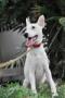 Mixed Breed Puppy For Adoption – 5 Months, Colgate From Kuala Lumpur