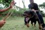 MPSJ May Ban Restricted Dog Breeds