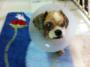 Shih Tzu Dog For Adoption – 2 Years, Rover From Skudai, Johor