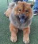 STOLEN: HOPE’s Mascot Chow Chow, Brownny