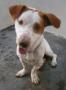 Mixed Breed Dog For Adoption – 2 Years 3 Months, Qb From Jalan Jeti Jelutong, Pulau Pinang