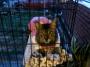 SCRATCH News & Blogs | PetFinder.my