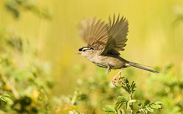 What To Do When A Bird Flies Into Your House Ee Lynn PetFinder My   Bird6 