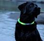 Suicide’s Collar | Yu Jian | PetFinder.my WAGazine