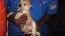 8 Puppies From Raja Uda Urgently For Adoption