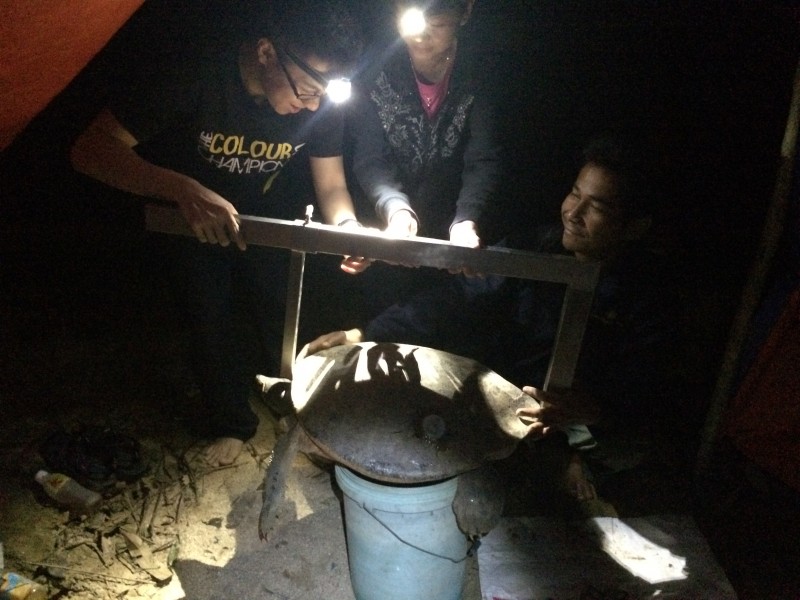 Edward (left) measuring a post-nesting river terrapin, with help from Pelf and Dollah.