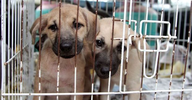 9 Winning Points You Should Know About Malaysia's New Animal Welfare ...