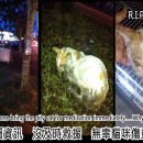 人类的自私无情 导致一个弱小的生命延误失救 The Selfish Of Human Caused The Little Creature Lost His Life