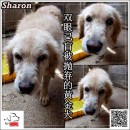 动物每月助养计划 Animal Monthly Sponsorship Programme – Sharon