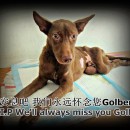 安息吧 我们永远怀念您Golber R.I.P We’ll Always Miss You Golber