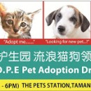 希望护生园流浪猫狗领养日 H.O.P.E Pet Adoption Drive