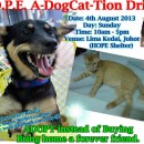 希望护生园流浪猫狗领养日 H.O.P.E Pet Adoption Drive