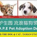 希望护生园流浪猫狗领养日 H.O.P.E Pet Adoption Drive