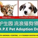 希望护生园流浪猫狗领养日 H.O.P.E Pet Adoption Drive