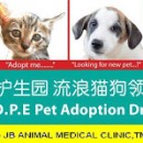 希望护生园流浪猫狗领养日H.O.P.E Pet Adoption Drive