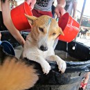 希望护生园狗狗洗澡如 H.O.P.E Doggies Bathing Event